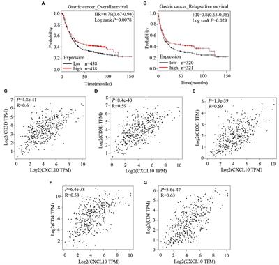 Targeting Autophagy Facilitates T Lymphocyte Migration by Inducing the Expression of CXCL10 in Gastric Cancer Cell Lines